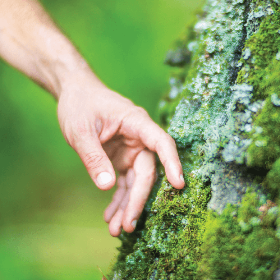 Tečaj: Specialist/ka povezovanja z naravo [04.-25.04.2026] (dopoldne ob sobotah)